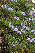 Heart-leaved globe daisy (Globularia cordifolia), flowers