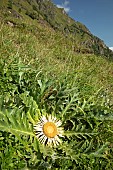 Acanthus-leaved Carline-thistle (Carlina acanthifolia), Val dEsquierry , Oô, Haute-Garonne, France