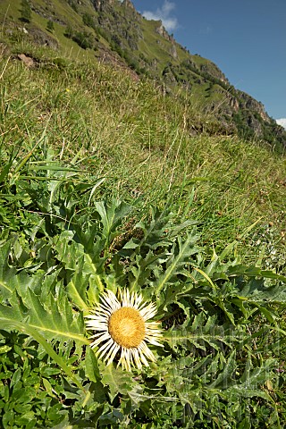 Acanthusleaved_Carlinethistle_Carlina_acanthifolia_Val_dEsquierry__O_HauteGaronne_France