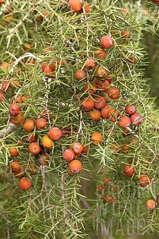Prickly_juniper_Juniperus_oxycedrus_fruits
