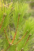 Year branch of the Salzmann Pine (Pinus nigra salzmannii), Saint-Guilhem-le-Désert, Hérault, France