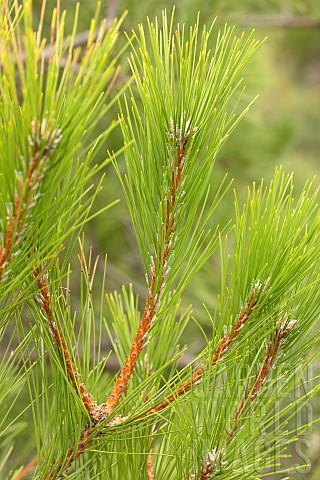 Year_branch_of_the_Salzmann_Pine_Pinus_nigra_salzmannii_SaintGuilhemleDsert_Hrault_France