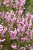 Mediterranean Heather (Erica multiflora), flowers