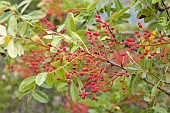 Terebinth (Pistacia terebinthus), fruits