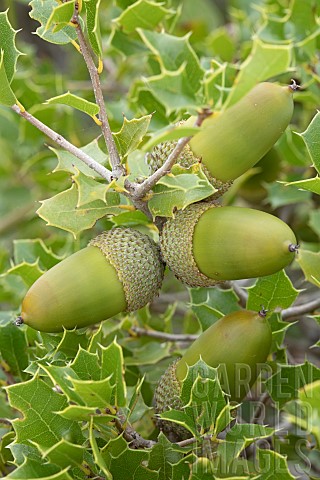 Kermes_oak_acorns_Quercus_coccifera