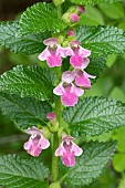 Wood bastard balm (Melittis melissophyllum), flowers