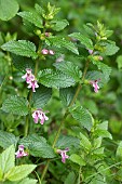 Wood bastard balm (Melittis melissophyllum), flowers