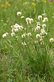 Mountain clover (Trifolium montanum), flowers