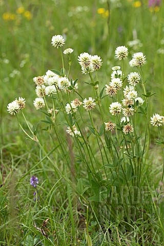 Mountain_clover_Trifolium_montanum_flowers