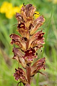 Slender broomrape (Orobanche gracilis) flowers