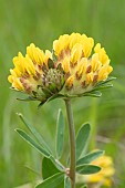 Kidney Vetch (Anthyllis vulneraria), flowers