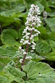 Butterbur (Petasites hybridus), flowers