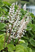 Butterbur (Petasites hybridus), flowers