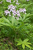 Pinnate coralroot (Cardamine heptaphylla), flowers