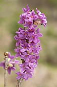 Mezereon (Daphne mezereum), flowers