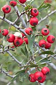 Azarole (Crataegus azarolus), fruits