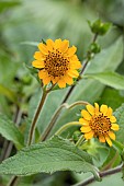 Yacon (Smallanthus sonchifolius), flowers