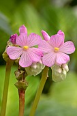 Monolena (Monolena primuliflora), flowers