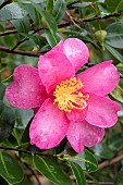 Sasanqua camellia, Camellia sasanqua Kanjiro, flower