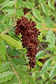 Tanners sumach (Rhus coriaria), fruits