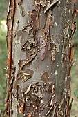 Smooth-barked arizona cypress (Cupressus glabra), bark