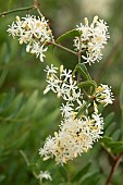 Common smilax (Smilax aspera), flowers