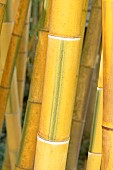 Moso Bamboo, Phyllostachys edulis Bicolor (Syn.: Phyllostachys pubescens Bicolor), stem
