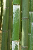 Greenwax golden bamboo (Phyllostachys viridiglaucescens), stem