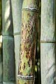 Black bamboo, Phyllostachys nigra Boryana, stem