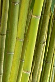 Bamboo (Phyllostachys angusta), stem