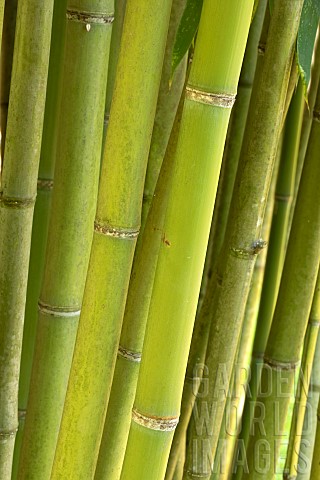 Bamboo_Phyllostachys_angusta_stem