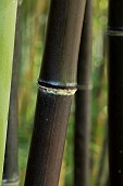 Black bamboo (Phyllostachys nigra), stem