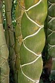 Kikko bamboo, Phyllostachys edulis, Heterocycla, stem