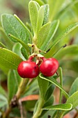 Bearberry (Arctostaphylos uva-ursi), fruits