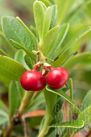 Bearberry_Arctostaphylos_uvaursi_fruits