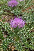 Dwarf thistle (Cirsium acaule), flowers