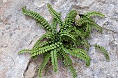 Lobed maidenhair spleenwort(Asplenium trichomanes subsp. pachyrachis) on rock