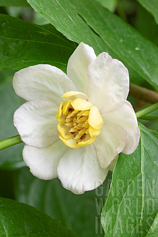 Chinese_sweetshrub_Calycanthus_chinensis_flower