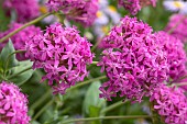 Silene (Silene compacta), flowers