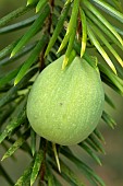 California nutmeg (Torreya californica), fruit