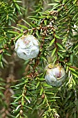 Syrian juniper (Juniperus drupacea), cones