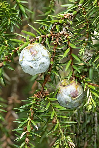 Syrian_juniper_Juniperus_drupacea_cones
