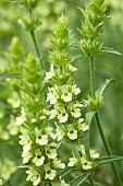 Hyssop-leafed mountain tea (Sideritis hyssopifolia), flowers