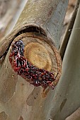 Snow gum resin (Eucalyptus pauciflora subsp. niphophila) on a pruned branch