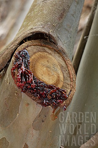 Snow_gum_resin_Eucalyptus_pauciflora_subsp_niphophila_on_a_pruned_branch