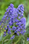 Armenian grape hyacinth, Muscari armeniacum Blue Spike, flowers