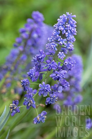 Armenian_grape_hyacinth_Muscari_armeniacum_Blue_Spike_flowers