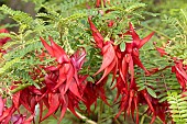 Parrots beak (Clianthus puniceus), flowers