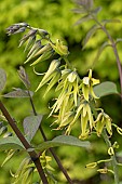 Blue bean shrub (Decaisnea fargesii), flowers