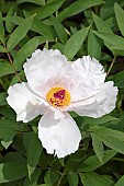 Ostis peony (Paeonia ostii), flower